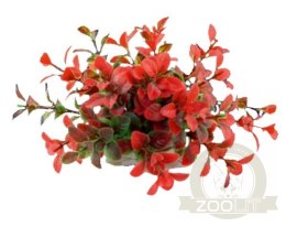 Happet Aquatic Plant - czerwono-zielona roślinka sztuczna 10cm