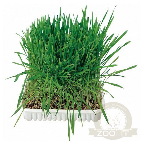 Trixie Trawa dla kota w woreczku 100g [4236]