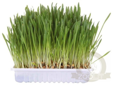 Trixie Trawa dla kota w woreczku 100g [4236]