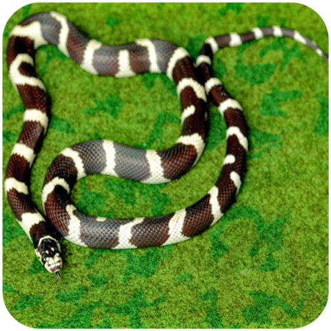 Resun Tropical Carpet Mat - mata do terrarium 80x30cm Resun Tropical Carpet Mat - mata do terrarium 80x30cm