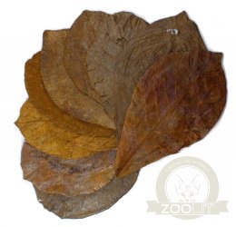 Tantora Cattapa Leaves Liście Ketapang XL 10Szt.