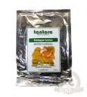 Tantora Cattapa Leaves Liście Ketapang XL 10Szt.