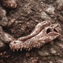 Terrario Crocodile Skull - czaszka krokodyla do terrarium 30x14x9 cm