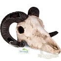 Terrario Ram Skull - czaszka barana do terrarium 19x16x11 cm