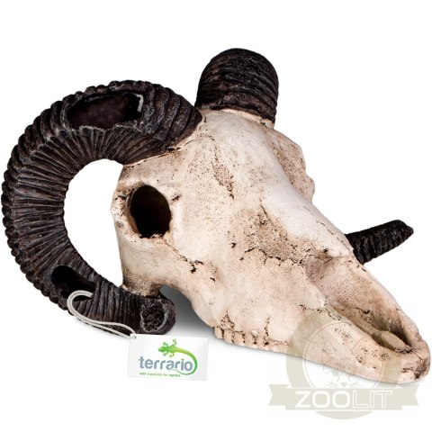 Terrario Ram Skull - czaszka barana do terrarium 19x16x11 cm Terrario Ram Skull - czaszka barana do terrarium 19x16x11 cm