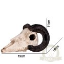 Terrario Ram Skull - czaszka barana do terrarium 19x16x11 cm