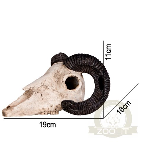 Terrario Ram Skull - czaszka barana do terrarium 19x16x11 cm Terrario Ram Skull - czaszka barana do terrarium 19x16x11 cm