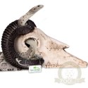 Terrario Ram Skull - czaszka barana do terrarium 19x16x11 cm