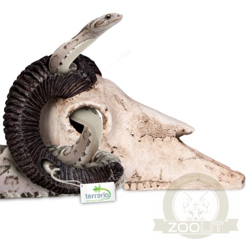 Terrario Ram Skull - czaszka barana do terrarium 19x16x11 cm Terrario Ram Skull - czaszka barana do terrarium 19x16x11 cm