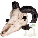 Terrario Ram Skull - czaszka barana do terrarium 19x16x11 cm