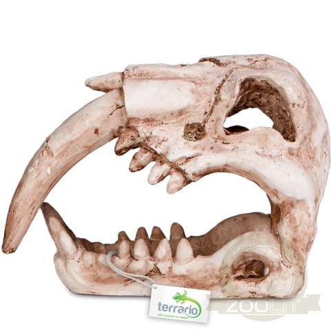 Terrario Sabertooth Skull - czaszka tygrysa do terrarium 13x8,5x11 cm Terrario Sabertooth Skull - czaszka tygrysa do terrarium 13x8,5x11 cm