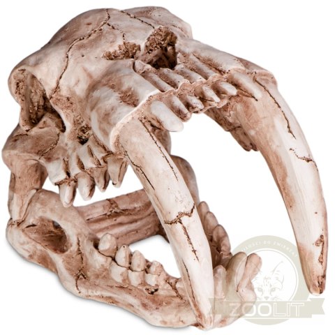 Terrario Sabertooth Skull - czaszka tygrysa do terrarium 13x8,5x11 cm Terrario Sabertooth Skull - czaszka tygrysa do terrarium 13x8,5x11 cm