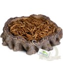 Terrario Root Bowl - Miska do Terrarium 16x16x4 cm