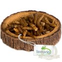 Terrario Tree Ring Bowl XS - Miska do Terrarium 6x5x1 cm