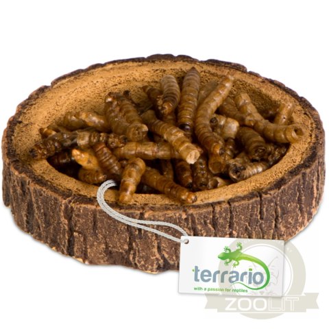 Terrario Tree Ring Bowl XS - Miska do Terrarium 6x5x1 cm Terrario Tree Ring Bowl XS - Miska do Terrarium 6x5x1 cm