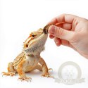 ProBugs Eco-Fresh Dubia Cockroach 5pcs - świeże karaczany argentyńskie