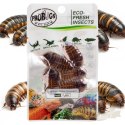 ProBugs Eco-Fresh Dubia Cockroach 5pcs - świeże karaczany argentyńskie