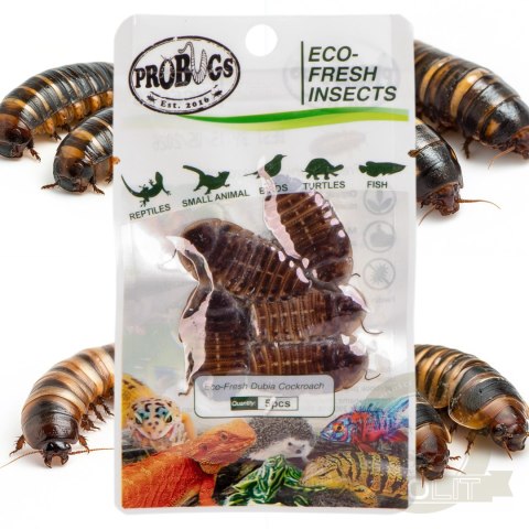 ProBugs Eco-Fresh Dubia Cockroach 5pcs - świeże karaczany argentyńskie ProBugs Eco-Fresh Dubia Cockroach 5pcs - świeże karaczany argentyńskie