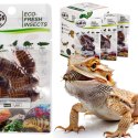 ProBugs Eco-Fresh Dubia Cockroach 5pcs - świeże karaczany argentyńskie