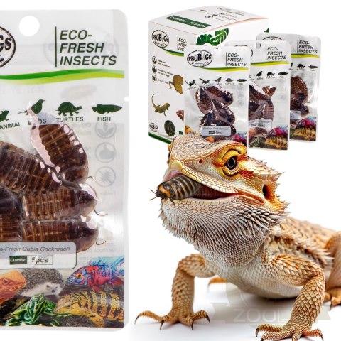 ProBugs Eco-Fresh Dubia Cockroach 5pcs - świeże karaczany argentyńskie ProBugs Eco-Fresh Dubia Cockroach 5pcs - świeże karaczany argentyńskie