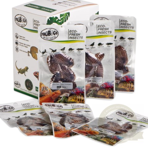 ProBugs Eco-Fresh Dubia Cockroach 5pcs - świeże karaczany argentyńskie ProBugs Eco-Fresh Dubia Cockroach 5pcs - świeże karaczany argentyńskie