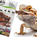 ProBugs Eco-Fresh Grasshopper 8pcs - świeże koniki polne