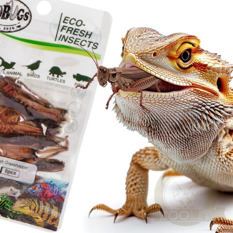 ProBugs Eco-Fresh Grasshopper 8pcs - świeże koniki polne ProBugs Eco-Fresh Grasshopper 8pcs - świeże koniki polne
