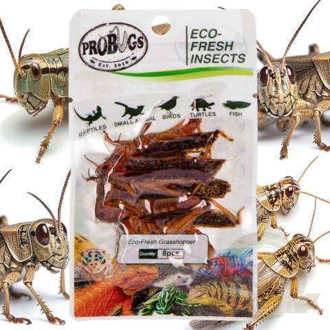 ProBugs Eco-Fresh Grasshopper 8pcs - świeże koniki polne ProBugs Eco-Fresh Grasshopper 8pcs - świeże koniki polne