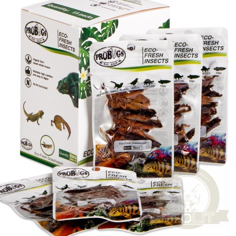 ProBugs Eco-Fresh Grasshopper 8pcs - świeże koniki polne ProBugs Eco-Fresh Grasshopper 8pcs - świeże koniki polne