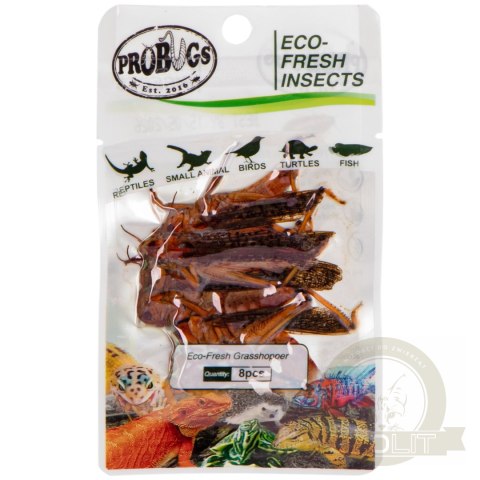 ProBugs Eco-Fresh Grasshopper 8pcs - świeże koniki polne ProBugs Eco-Fresh Grasshopper 8pcs - świeże koniki polne