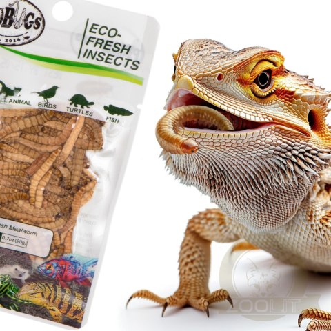 ProBugs Eco-Fresh Mealworm 15 x 20g - świeże larwy mącznika 15 saszetek ProBugs Eco-Fresh Mealworm 15 x 20g - świeże larwy mącznika 15 saszetek