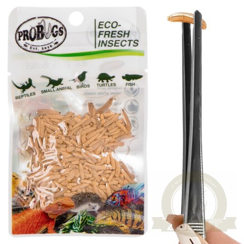 ProBugs Eco-Fresh Riceworm 15g - świeże larwy muchy ProBugs Eco-Fresh Riceworm 15g - świeże larwy muchy