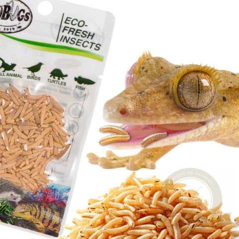 ProBugs Eco-Fresh Riceworm 15g - świeże larwy muchy ProBugs Eco-Fresh Riceworm 15g - świeże larwy muchy