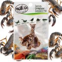ProBugs Eco-Fresh Scorpion 15 x 3pcs - świeże skorpiony 15 saszetek
