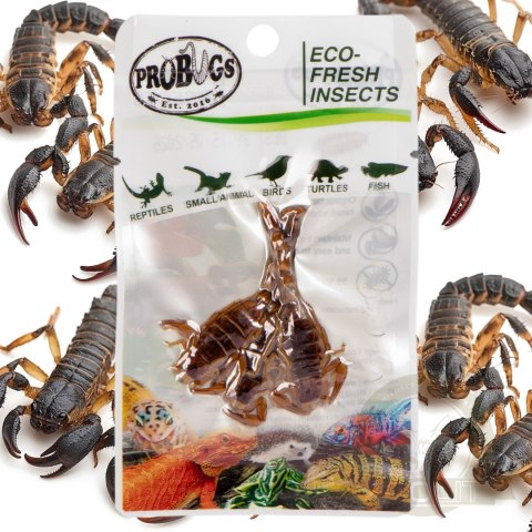 ProBugs Eco-Fresh Scorpion 15 x 3pcs - świeże skorpiony 15 saszetek ProBugs Eco-Fresh Scorpion 15 x 3pcs - świeże skorpiony 15 saszetek