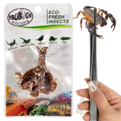 ProBugs Eco-Fresh Scorpion 15 x 3pcs - świeże skorpiony 15 saszetek ProBugs Eco-Fresh Scorpion 15 x 3pcs - świeże skorpiony 15 saszetek