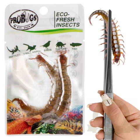 Probugs Big Reptiles Set - zestaw robaków dla dużych gadów Probugs Big Reptiles Set - zestaw robaków dla dużych gadów