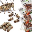 Probugs Reptiles Set - zestaw robaków dla średnich gadów