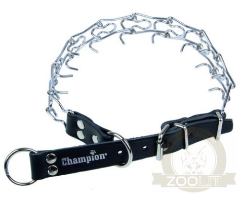 Champion Kolczatka [2 RYM]