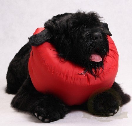 Grande Finale Kołnierz pooperacyjny rozmiar 7 [WET/K/7]