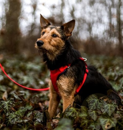 Dingo Szelki bezuciskowe z dwupaskową regulacją S czerwone Dingo Szelki bezuciskowe z dwupaskową regulacją S czerwone