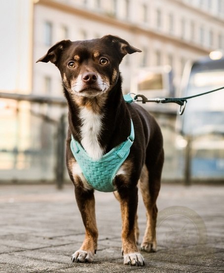 Dingo Szelki bezuciskowe z dwupaskową regulacją M miętowe Dingo Szelki bezuciskowe z dwupaskową regulacją M miętowe