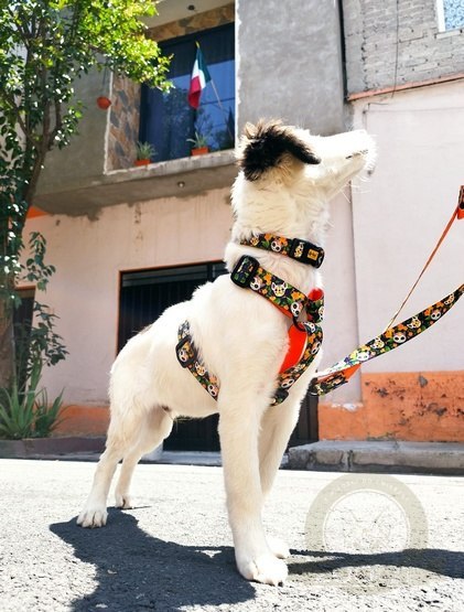 Dingo Szelki dwupaskowe Guard City - Chiapas rozmiar M Dingo Szelki dwupaskowe Guard City - Chiapas rozmiar M