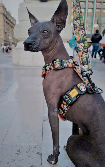 Dingo Szelki dwupaskowe Guard City - Chiapas rozmiar M Dingo Szelki dwupaskowe Guard City - Chiapas rozmiar M