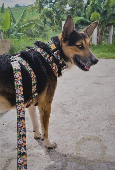 Dingo Szelki dwupaskowe Guard City - Chiapas rozmiar S Dingo Szelki dwupaskowe Guard City - Chiapas rozmiar S