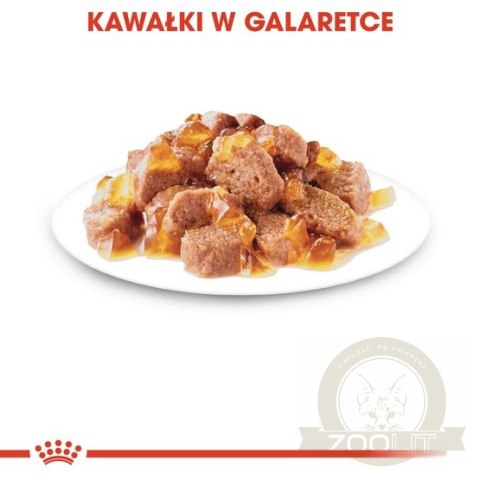Royal Canin Ageing +12 karma mokra w galaretce dla kotów dojrzałych saszetka 85g Royal Canin Ageing +12 karma mokra w galaretce dla kotów dojrzałych saszetka 85g