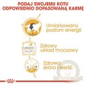 Royal Canin British Shorthair karma mokra w sosie dla kotów dorosłych rasy brytyjski krótkowłosy saszetka 85g