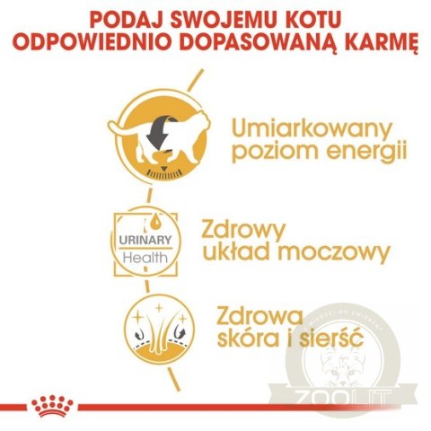 Royal Canin British Shorthair karma mokra w sosie dla kotów dorosłych rasy brytyjski krótkowłosy saszetka 85g Royal Canin British Shorthair karma mokra w sosie dla kotów dorosłych rasy brytyjski krótkowłosy saszetka 85g