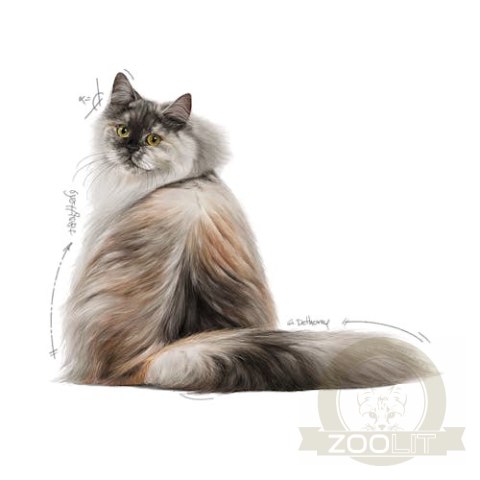 Royal Canin Hair & Skin Care w sosie karma mokra dla kotów dorosłych, zdrowa skóra, piękna sierść saszetka 85g Royal Canin Hair & Skin Care w sosie karma mokra dla kotów dorosłych, zdrowa skóra, piękna sierść saszetka 85g