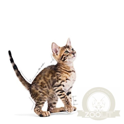 Royal Canin Kitten Sterilised karma mokra w galaretce dla kociąt od 6 do 12 miesiąca życia, sterylizowanych saszetka 85g Royal Canin Kitten Sterilised karma mokra w galaretce dla kociąt od 6 do 12 miesiąca życia, sterylizowanych saszetka 85g